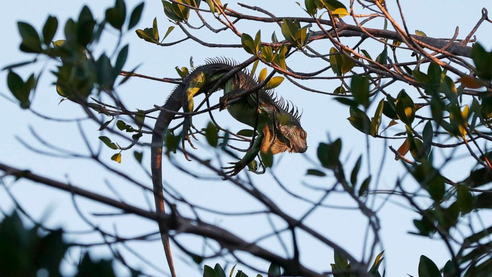 PHOTO: An iguana lies draped on a tree, Jan. 22, 2020, in Surfside, Fla.