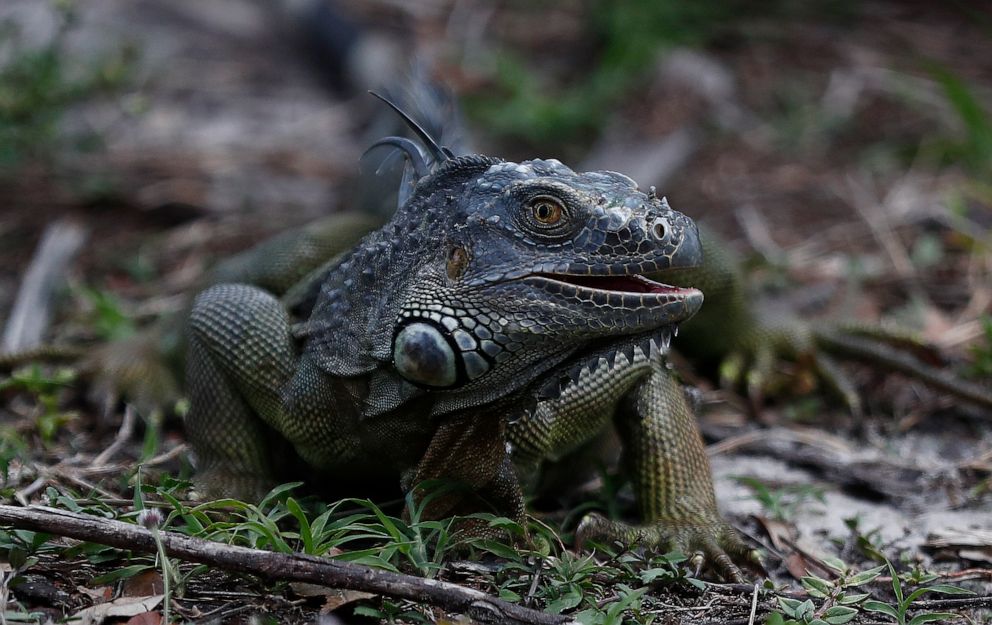 PHOTO: A green iguana looks for food in the grass at C.B. Smith park, May 8, 2019, in Pembroke Pines, Fla. 