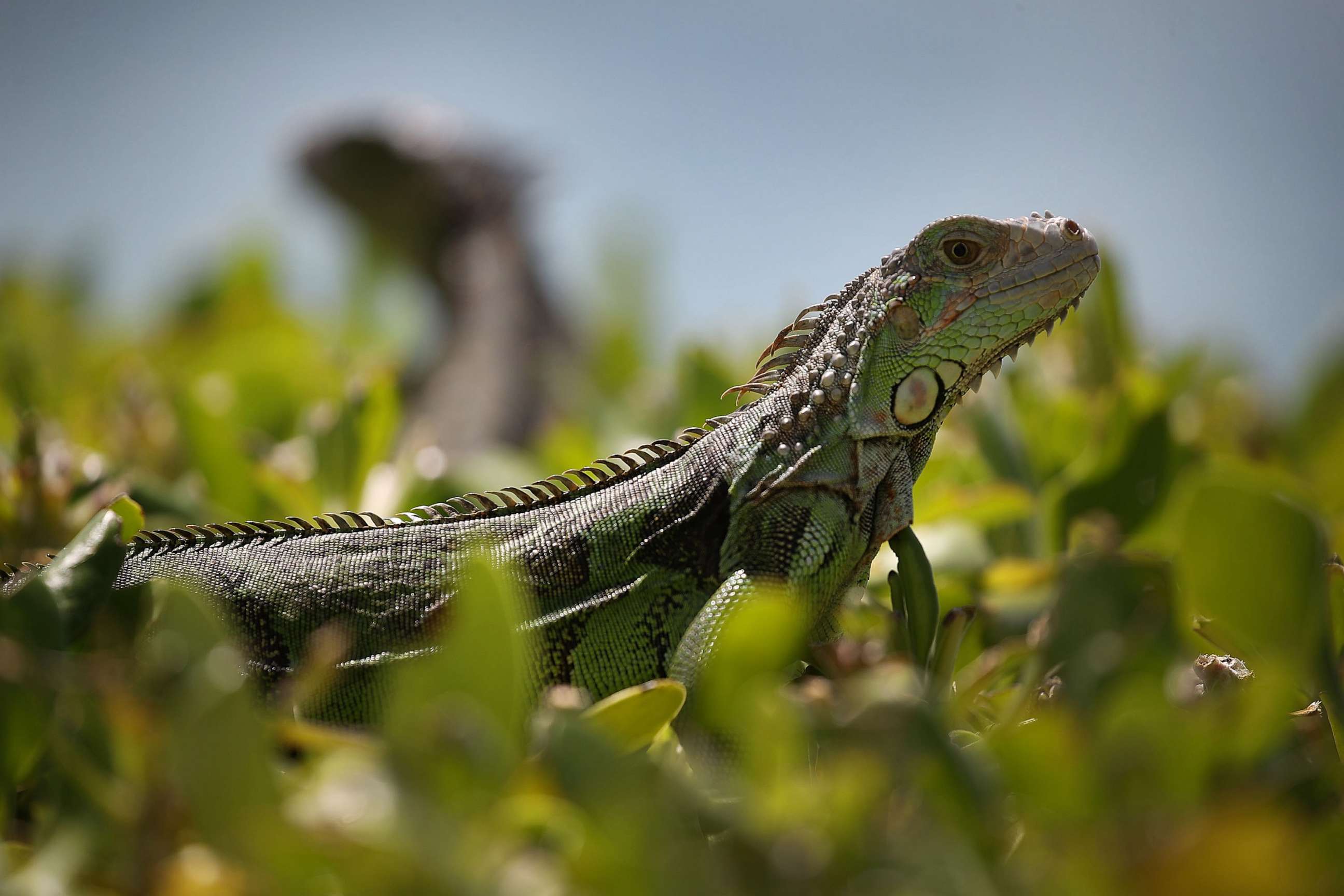 PHOTO: In this March 13, 2018 file photo Iguanas are seen at the Florida Fish and Wildlife Conservation Commission in Miami.