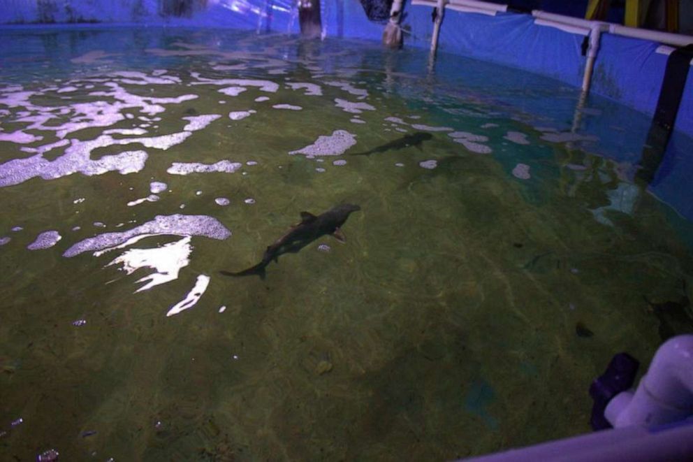 PHOTO: Sharks are pictured in a Hudson Valley area home pool, in an image posted by the New York State Department of Environmental Conservation in their Twitter account. Joshua Seguine had been keeping sharks and offering them for sale on the internet.