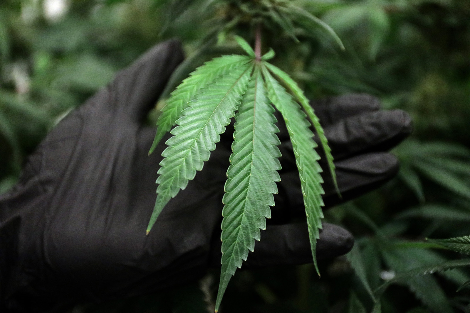 PHOTO: A marijuana plant grows in the flowering room at a medical cannabis cultivation facility in Delavan, Wisc., Dec. 12, 2017.