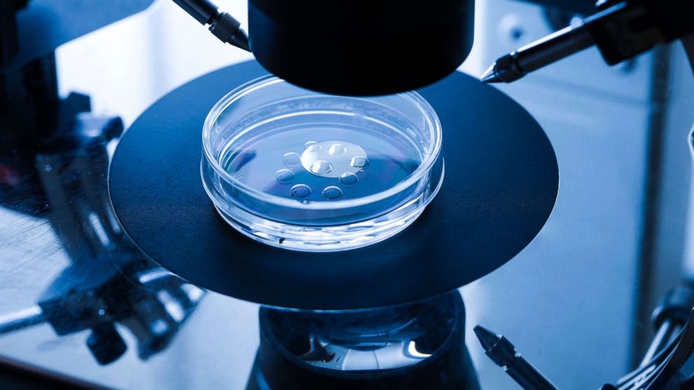 PHOTO: An embryo culture dish used for in vitro fertilisation is pictured in an undated stock photo.