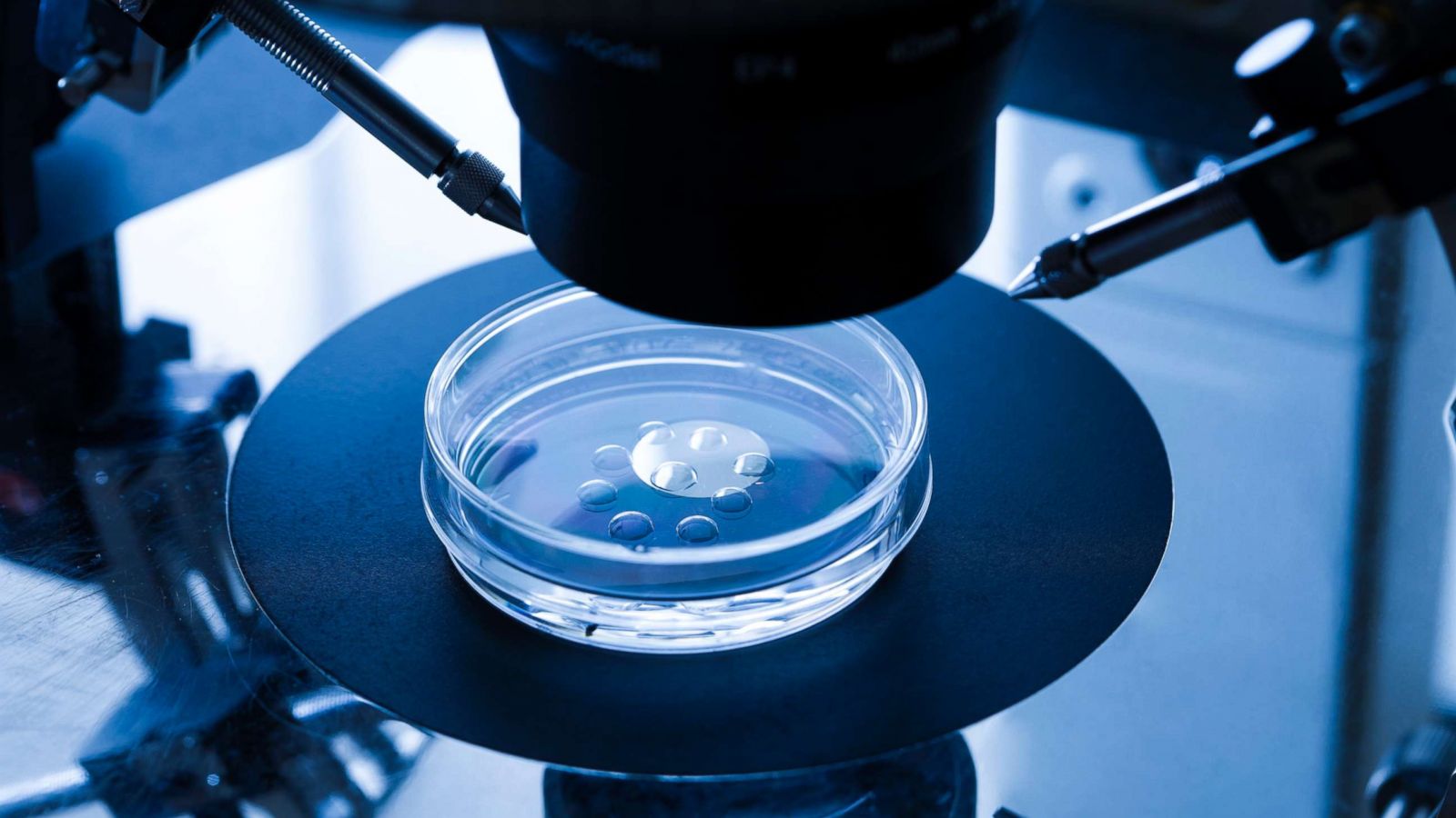 PHOTO: An embryo culture dish used for in vitro fertilisation is pictured in an undated stock photo.