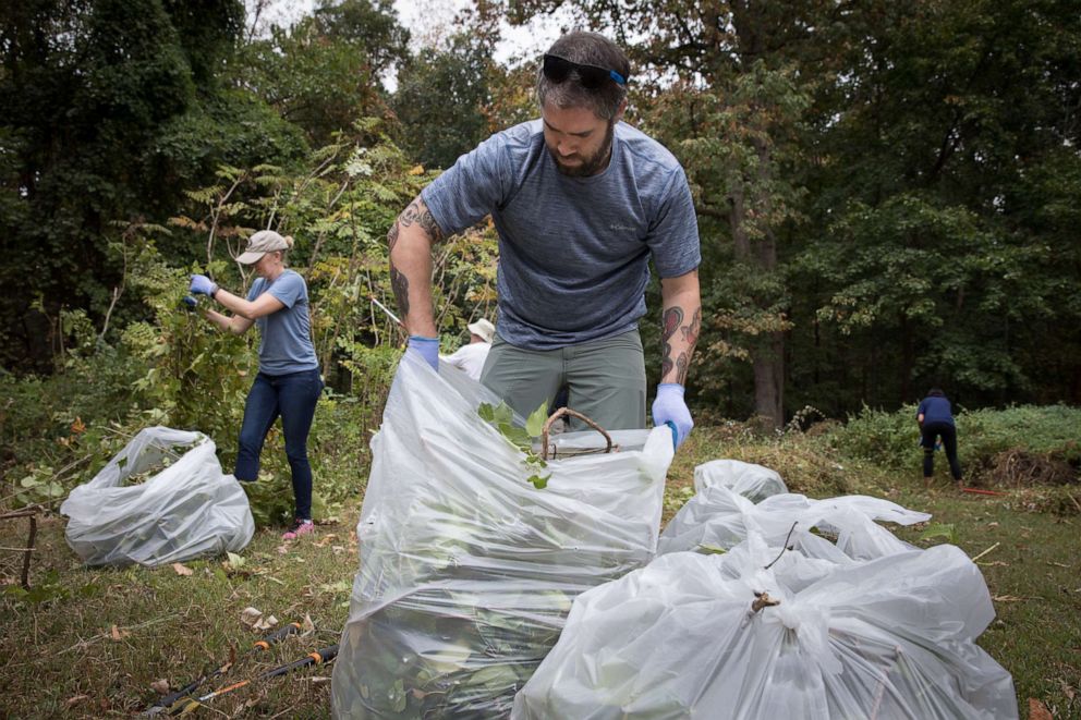 PHOTO: Volunteers remove invasive porcelain berry vines at Rock Creek National Park in Washington, D.C., Sept. 28, 2019.