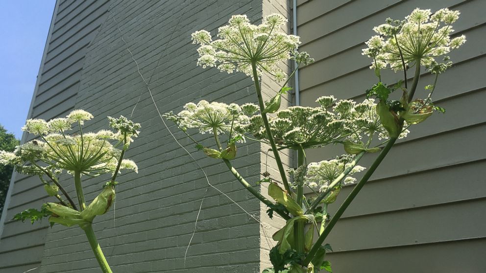 PHOTO: An invasive Giant Hogweed plant is pictured next to a family home in Berryville, Va., in June 2018.