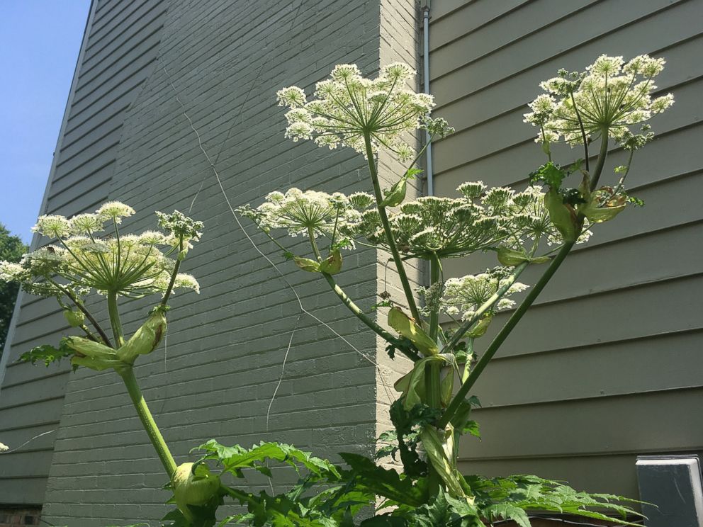 PHOTO: An invasive Giant Hogweed plant is pictured next to a family home in Berryville, Va., in June 2018.