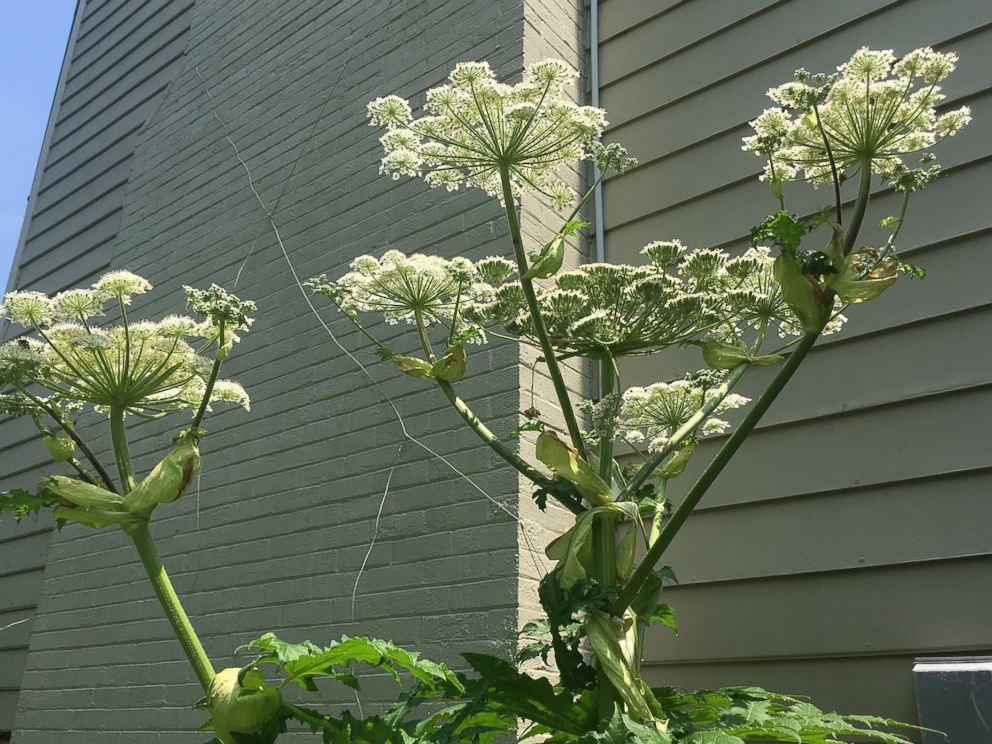 PHOTO: An invasive Giant Hogweed plant is pictured next to a family home in Berryville, Va., in June 2018.