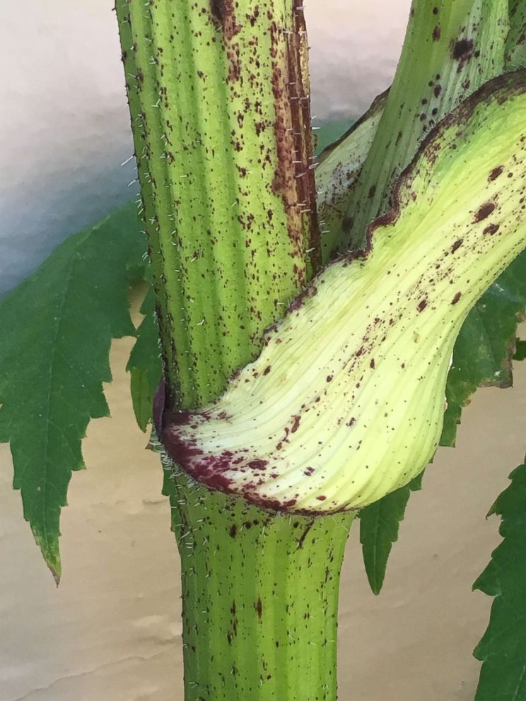 PHOTO: A detail of a Giant Hogweed plant is pictured in Berryville, Va., in June 2018.