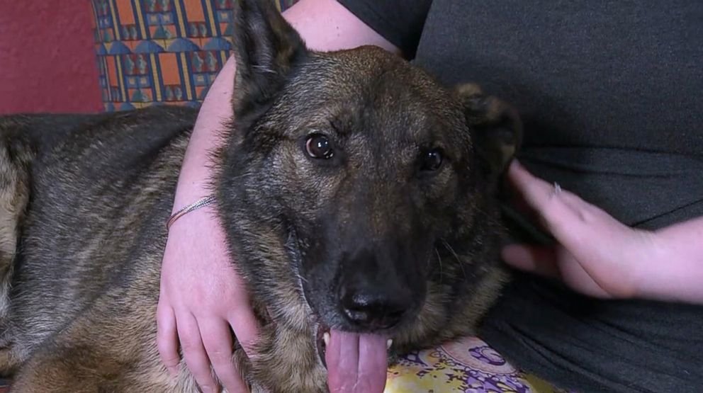PHOTO: Irgo, a 10-year-old German shepherd, was mistakenly flown to Japan on a United Airlines flight.