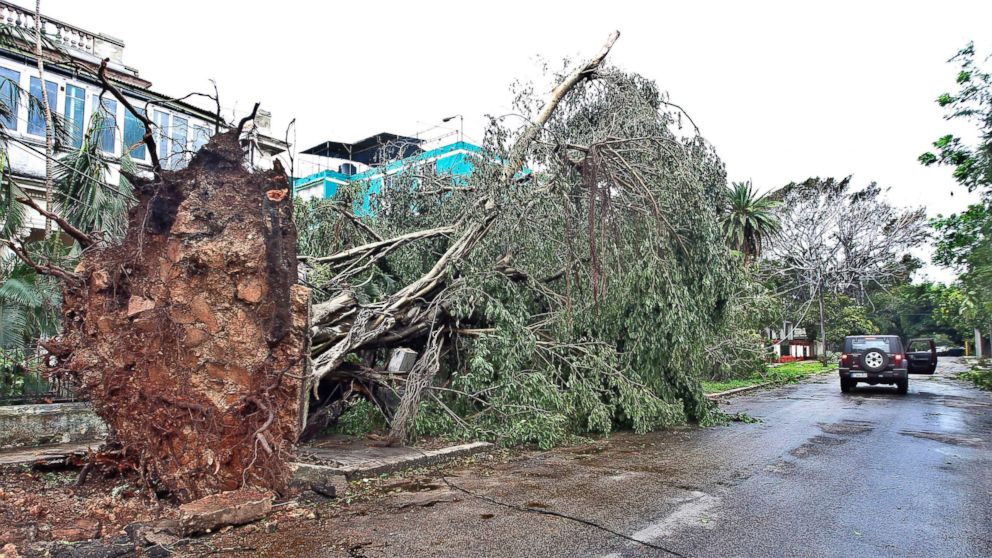 Fallen trees block houses after Hurricane Irma barreled into Cuba, Sept. 10, 2017 in Havana, Cuba.