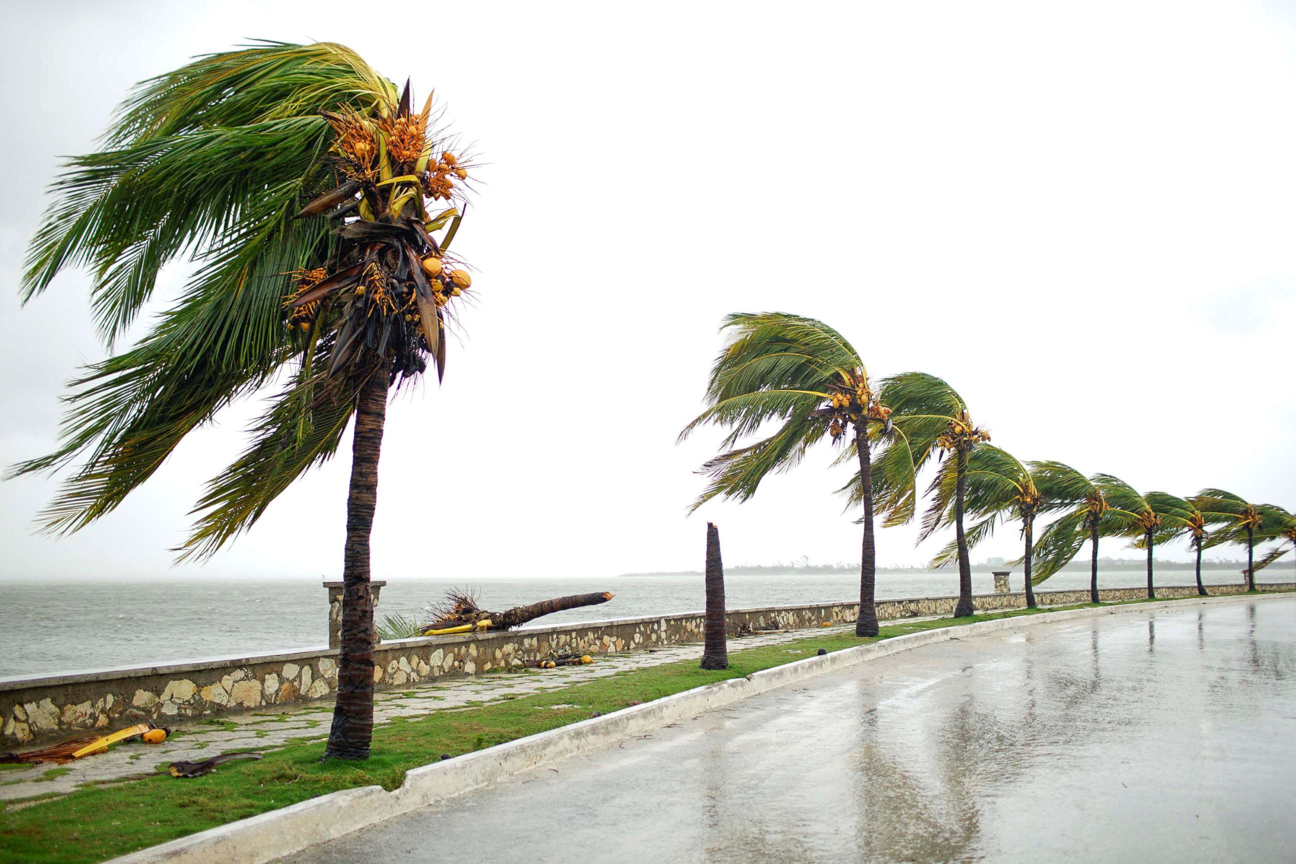 PHOTO: A broken palm tree is seen at the seafront of Caibarien after the passage of Hurricane Irma, Cuba, Sept. 9, 2017. 