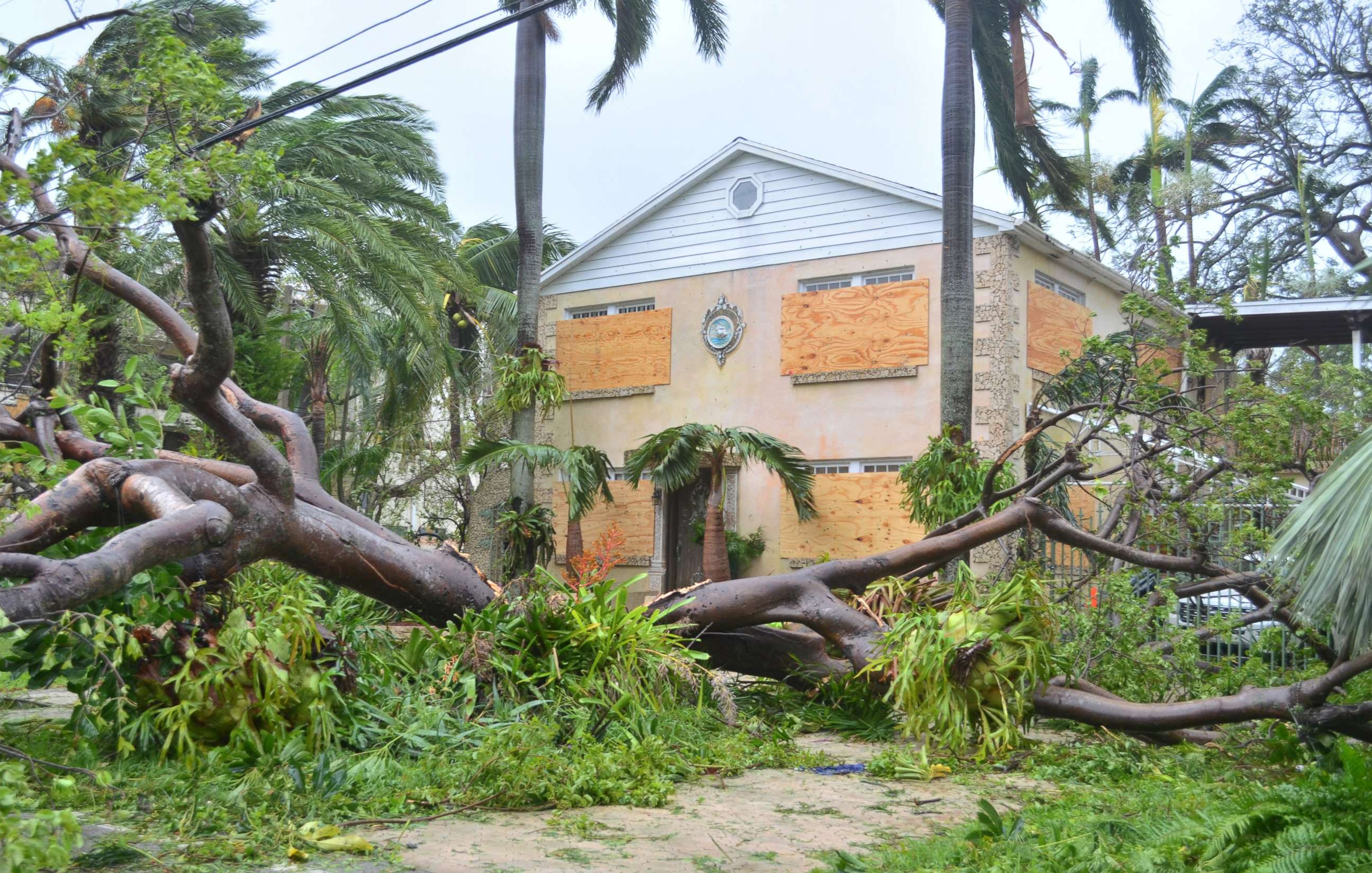 PHOTO: A tree lies on the ground after Hurricane Irma passed through Miami, Sept. 10, 2017.