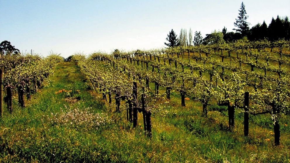 PHOTO: Iron Horse Vineyards stretches across Sonoma County, Calif, Apr. 20, 2014. California produces about 90 percent of America's wines but the Sonoma and Monterey Valleys provide many other types of produce as well.