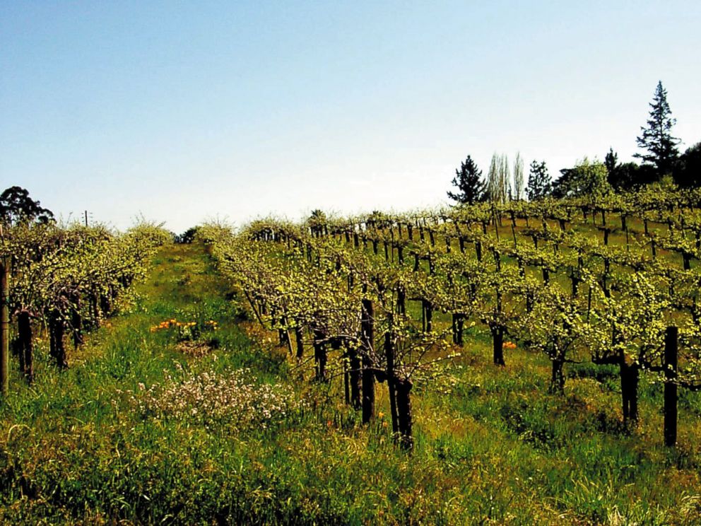 PHOTO: Iron Horse Vineyards stretches across Sonoma County, Calif, Apr. 20, 2014. California produces about 90 percent of Americas wines but the Sonoma and Monterey Valleys provide many other types of produce as well.