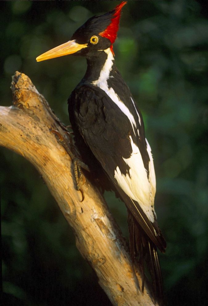 PHOTO: Ivory-billed woodpecker.