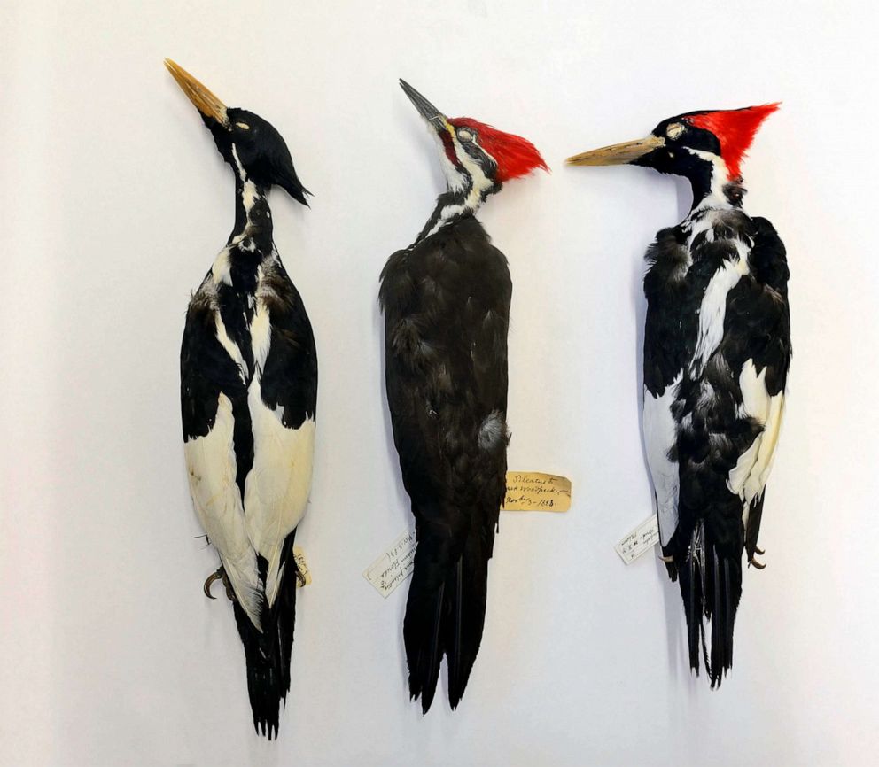 PHOTO: FILE - Ivory-billed Woodpecker male, extinct, on right and female on left with Pileated Woodpecker male in middle, British Museum Tring.