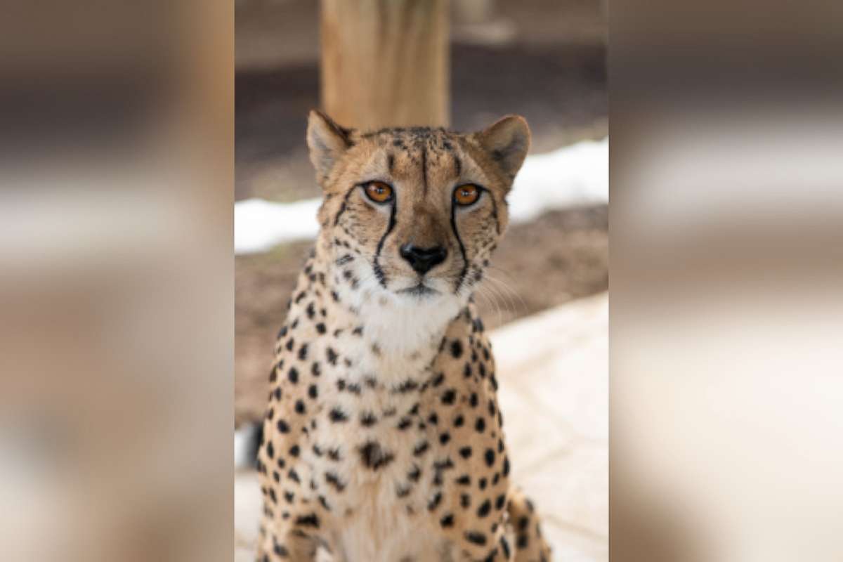 PHOTO: Isabelle, a cheetah at the Columbus Zoo, bit and injured a staff member on Thursday, March 11, 2021. The injured worker was treated and released from the hospital.