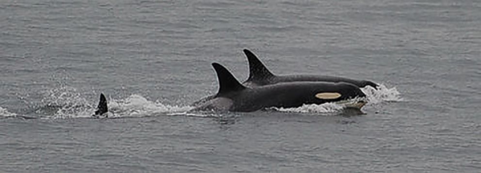 PHOTO: Whale J35 let go of her dead calf after holding on to her more than 17 days on Aug. 11, 2018.