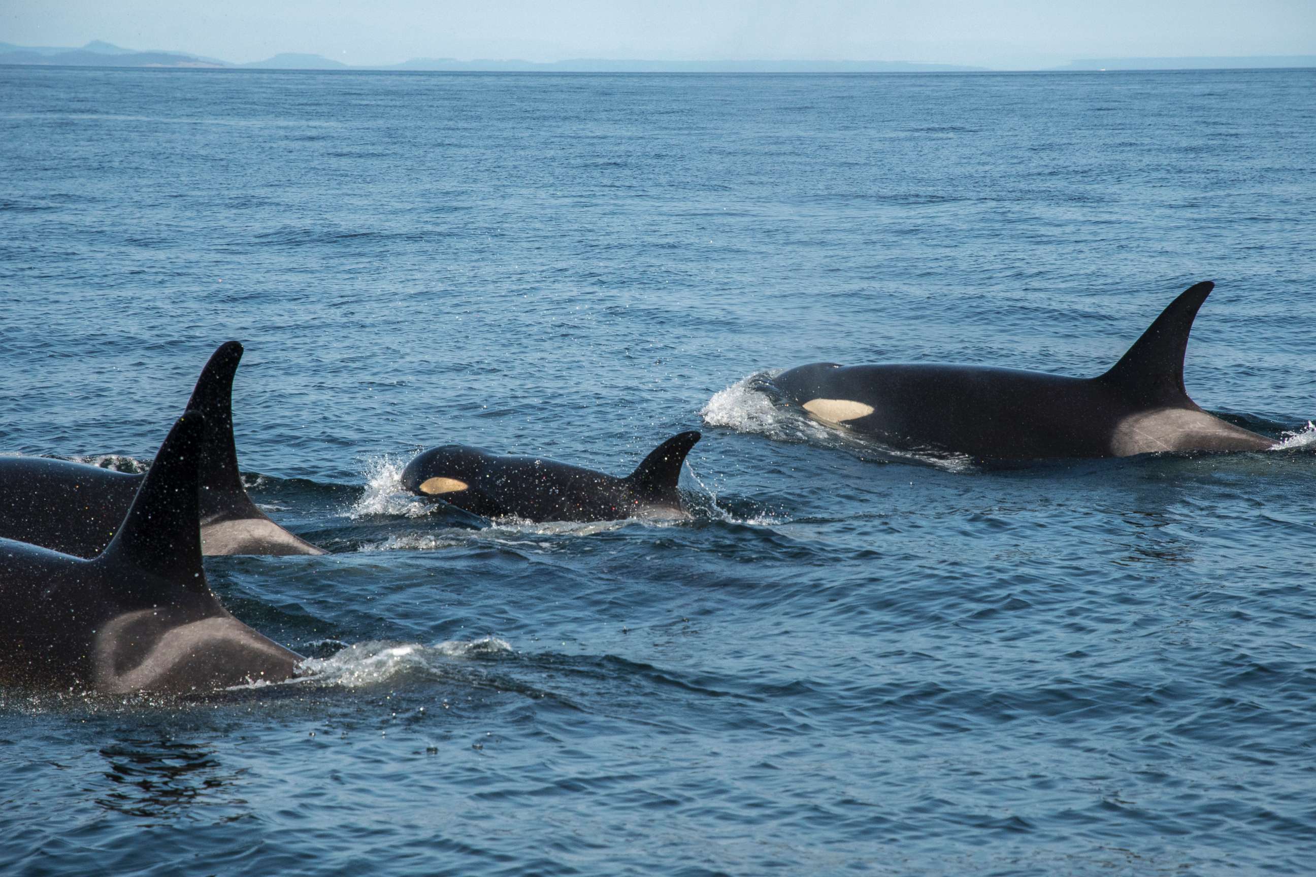 PHOTO: J50 is still keeping up with her pod, Aug. 9, 2018.