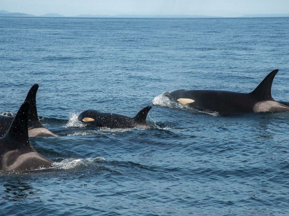 Edge of Flight (Orca Sports)