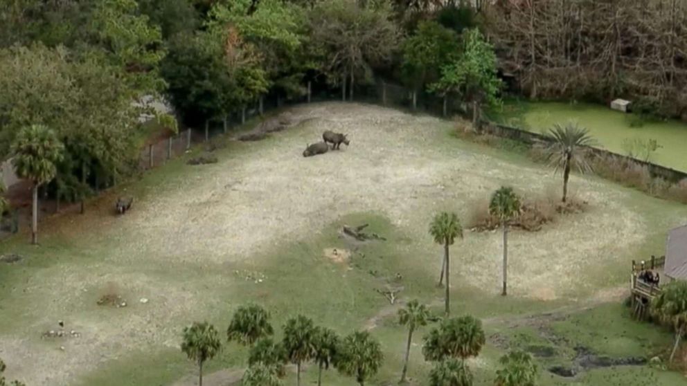 VIDEO: Zookeeper struck in stomach by rhino