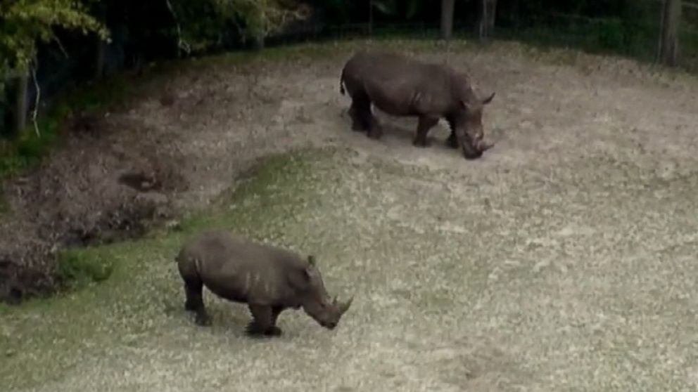 PHOTO: Rhinos stand in an enclosure at the Jacksonville Zoo and Gardens in an image made from video, Feb. 26, 2019, in Jacksonville, Fla.
