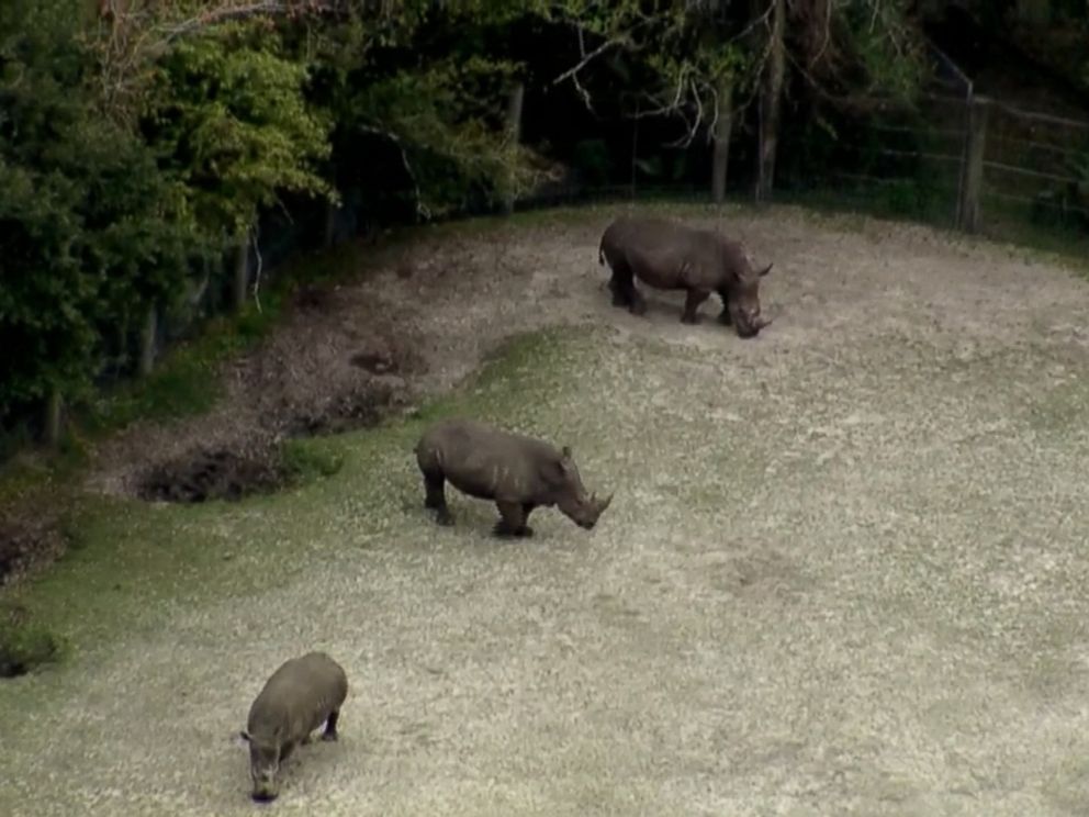 PHOTO: Rhinos stand in an enclosure at the Jacksonville Zoo and Gardens in an image made from video, Feb. 26, 2019, in Jacksonville, Fla.