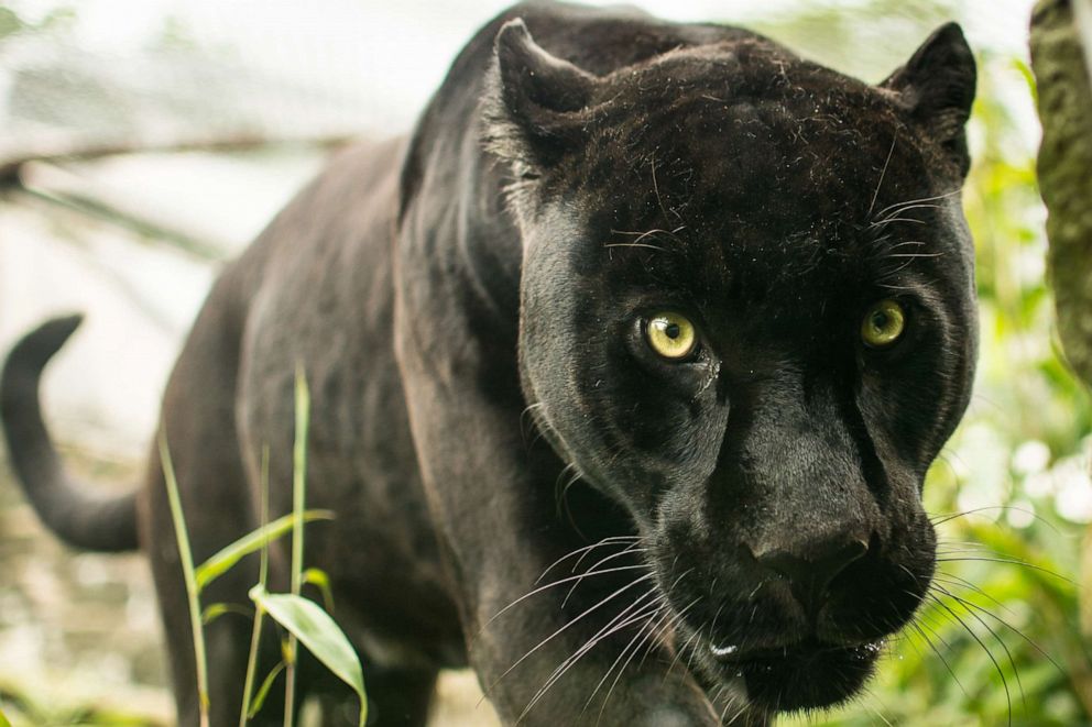 PHOTO: A black jaguar is shown in a zoo.