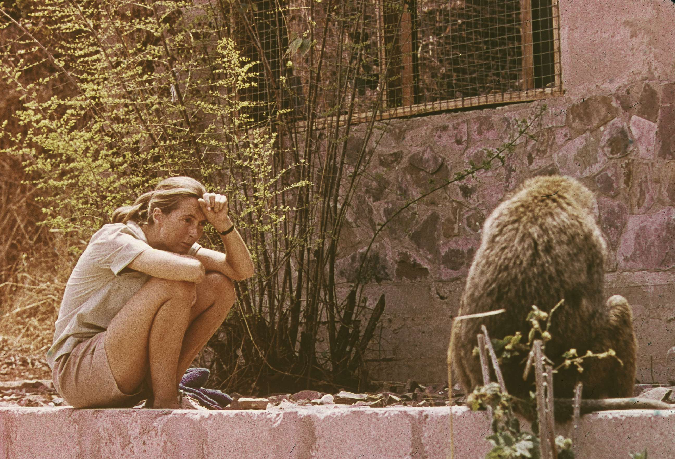PHOTO: In this 1974 file photo, Jane Goodall sits outdoors and studies an African baboon.