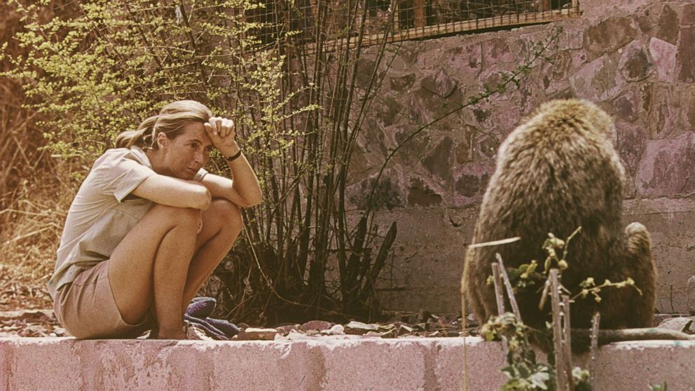 PHOTO: In this 1974 file photo, Jane Goodall sits outdoors and studies an African baboon.