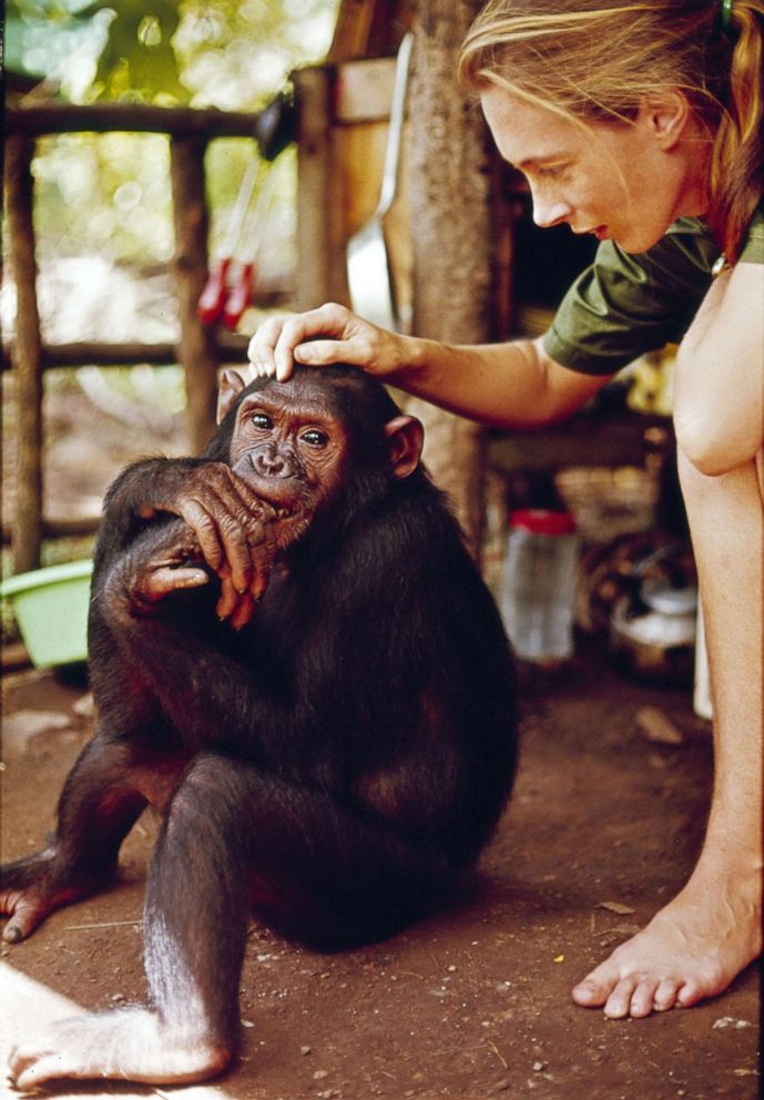 PHOTO: Jane Goodall is shown in Gombe Stream National Park, Tanzania, as she appears in the television special "Miss Goodall and the World of Chimpanzees" originally broadcast on CBS, Dec. 22, 1965.