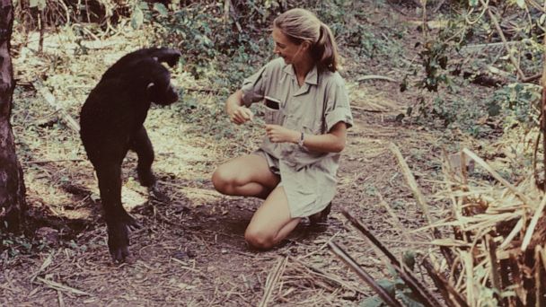jane goodall research on chimpanzees