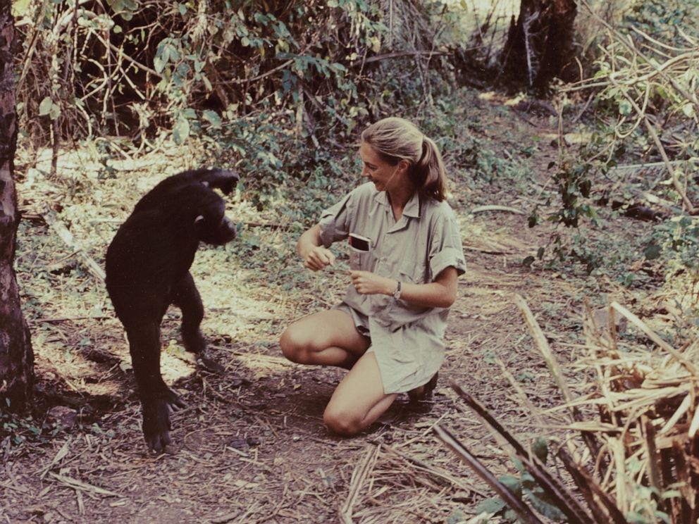 PHOTO: Jane Goodall is shown in Gombe Stream National Park, Tanzania, as she appears in the television special "Miss Goodall and the World of Chimpanzees" originally broadcast on CBS, Dec. 22, 1965.