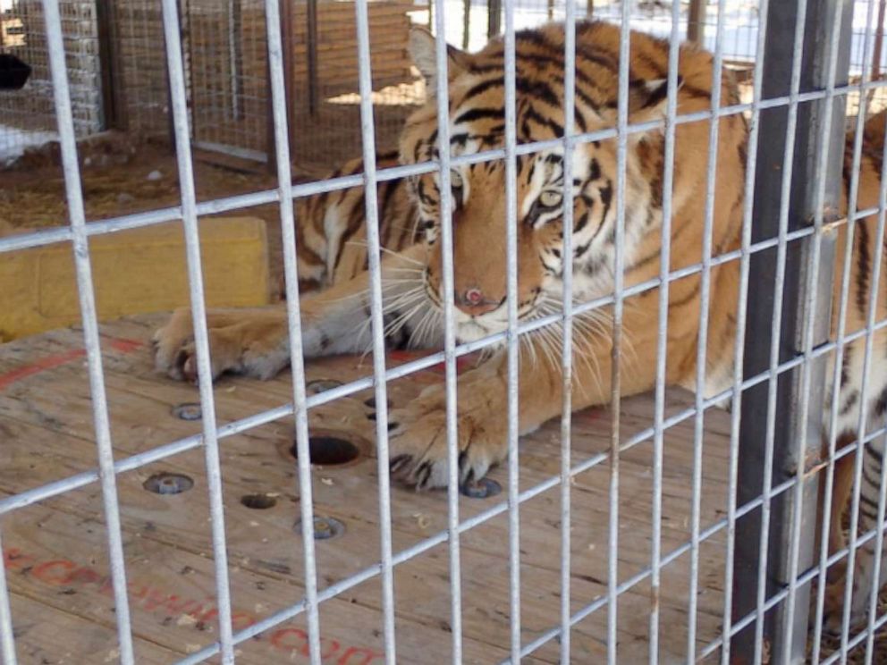 PHOTO: In this photo taken from a Department of Justice affadavit, one of the tigers found on Jeffrey Lowe's property languishes in a cage.