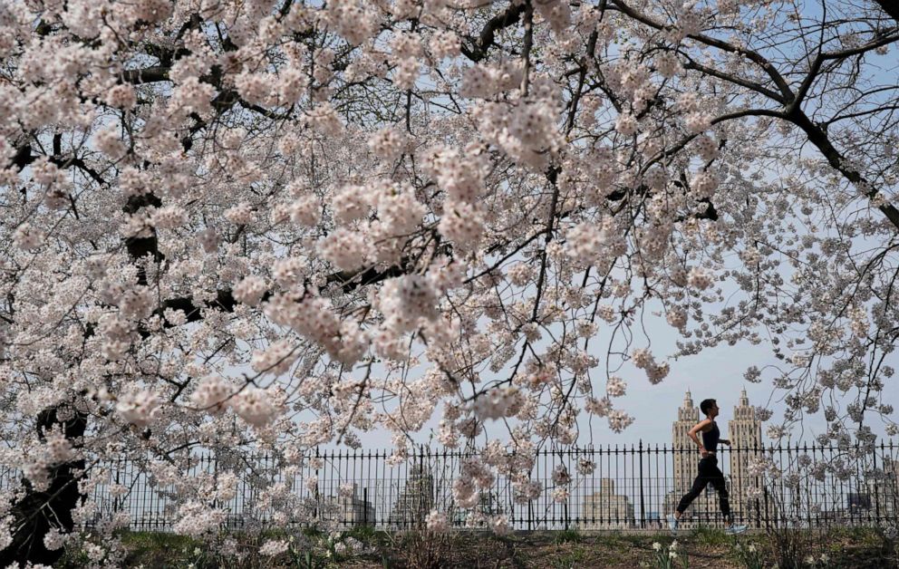 PHOTO: TOPSHOT - A woman jogs past Cherry Blossom trees around the Jacqueline Kennedy Onassis Reservoir in Central Park, as New Yorkers enjoy the warm weather on April 9, 2021. 