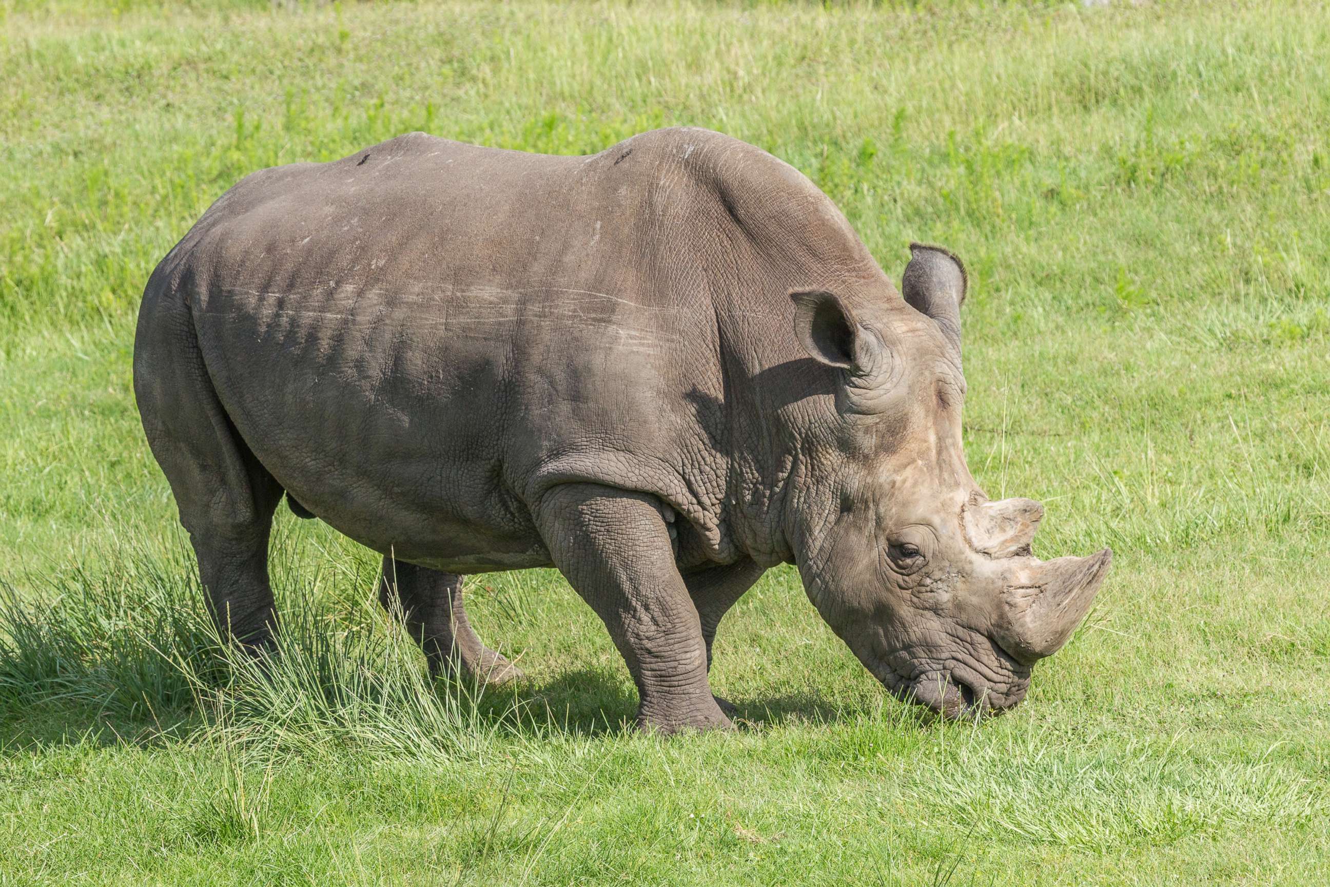 PHOTO: Archie the rhino is pictured circa 2014 in a photo released by the Jacksonville Zoo and Gardens.