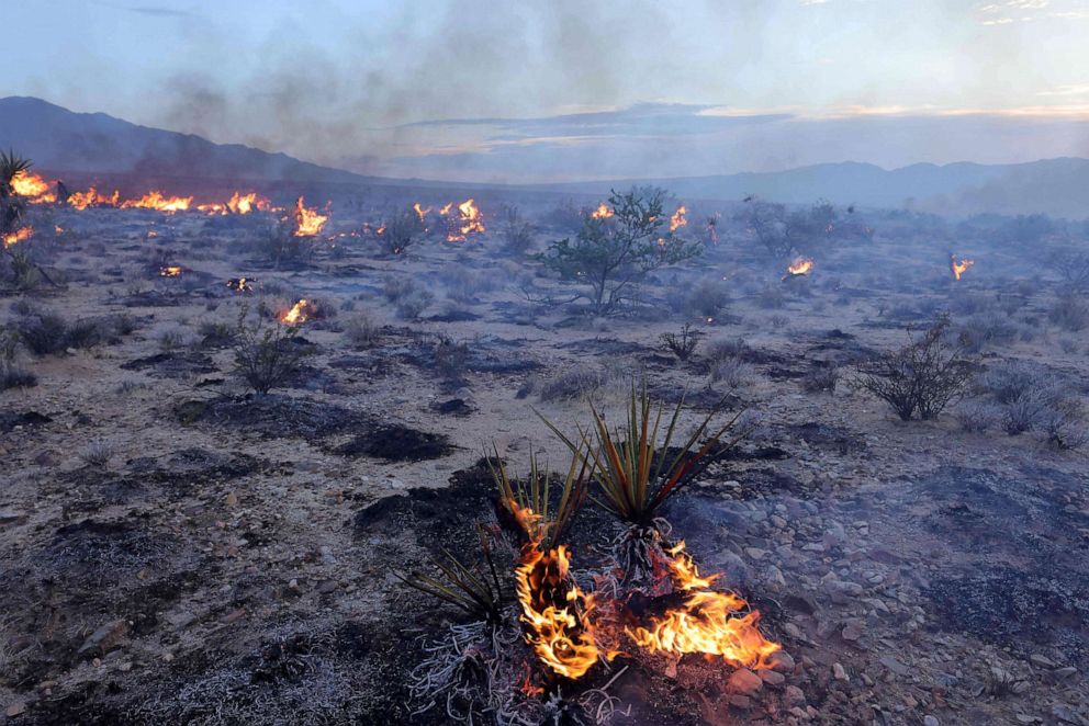 California Joshua trees severely burned in massive wildfire ABC News