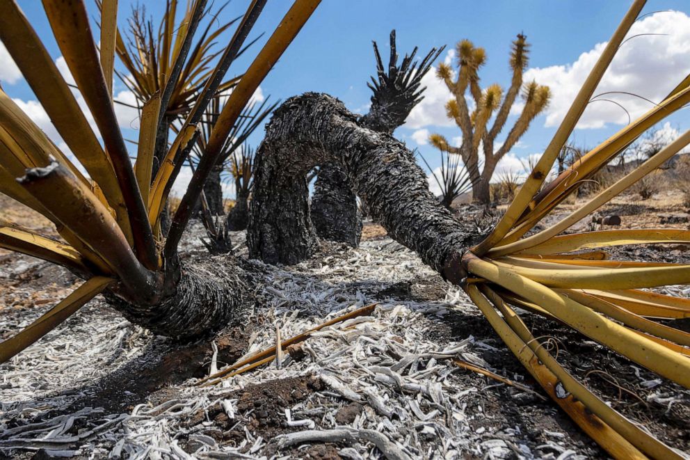 California Joshua trees severely burned in massive wildfire