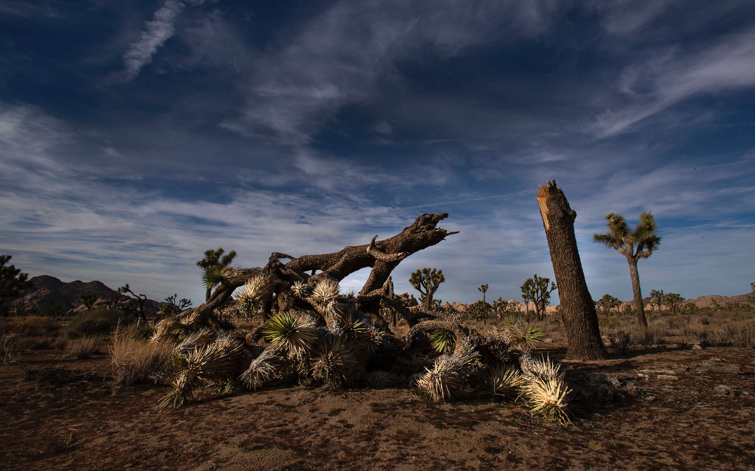 PHOTO: A once vibrant Joshua Tree has been severed in half in an act of vandalism in Joshua Tree National Park on Jan. 8, 2019 in Joshua Tree, Calif.