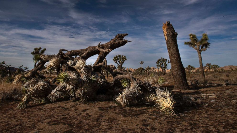 Despite damage, Joshua Tree National Park stays open and ...