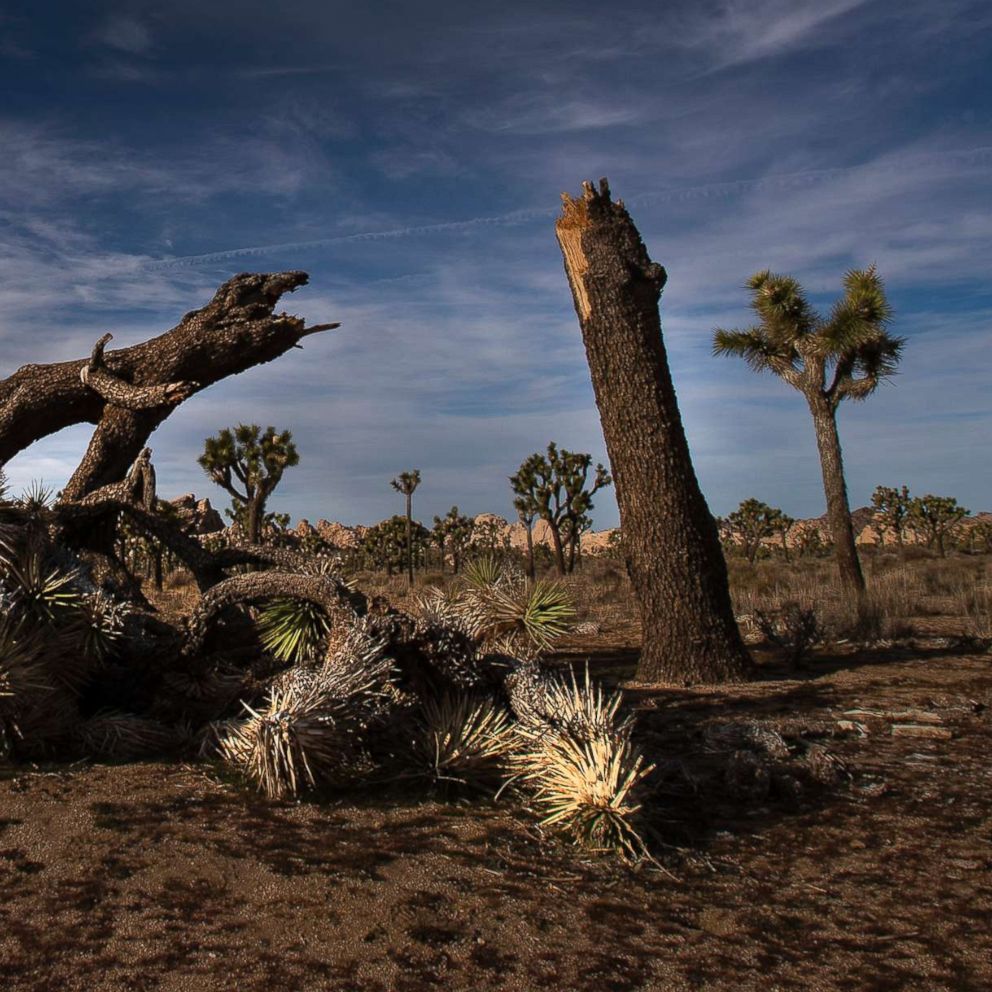 does joshua tree allow dogs