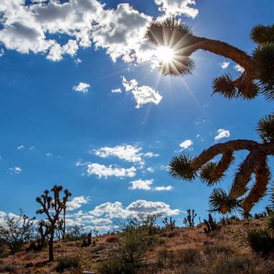 Experts say extra moisture over the past couple of years may be the cause.