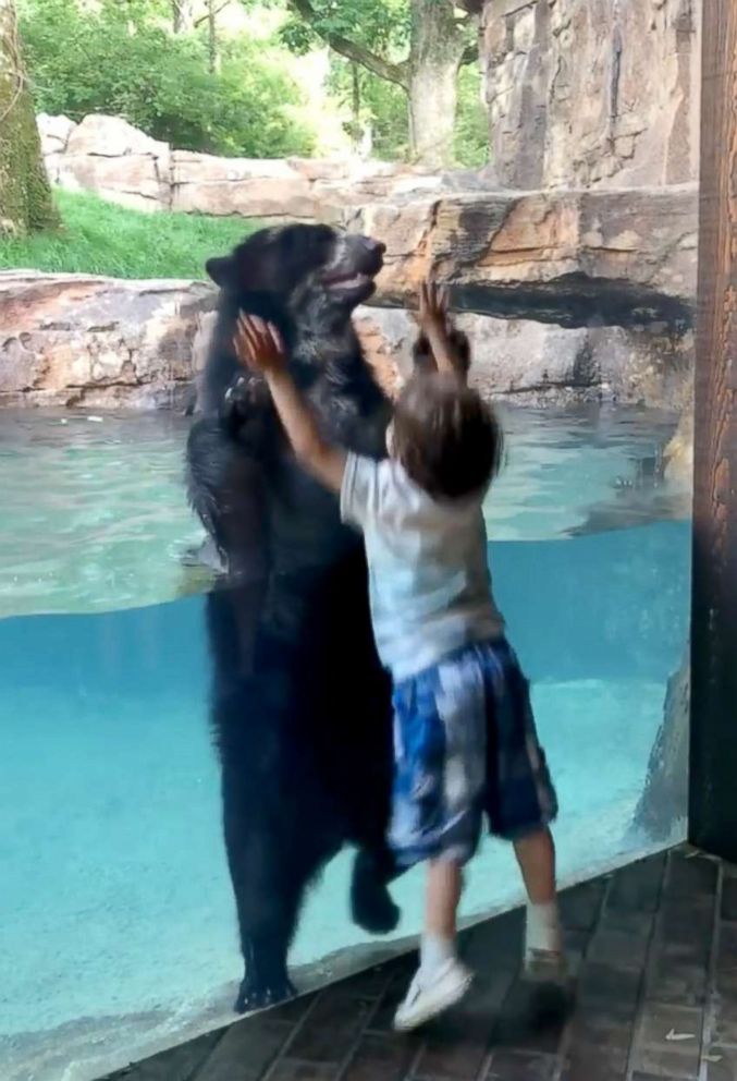 PHOTO: Curious bear and 5-year-old boy jump together at the Nashville Zoo.