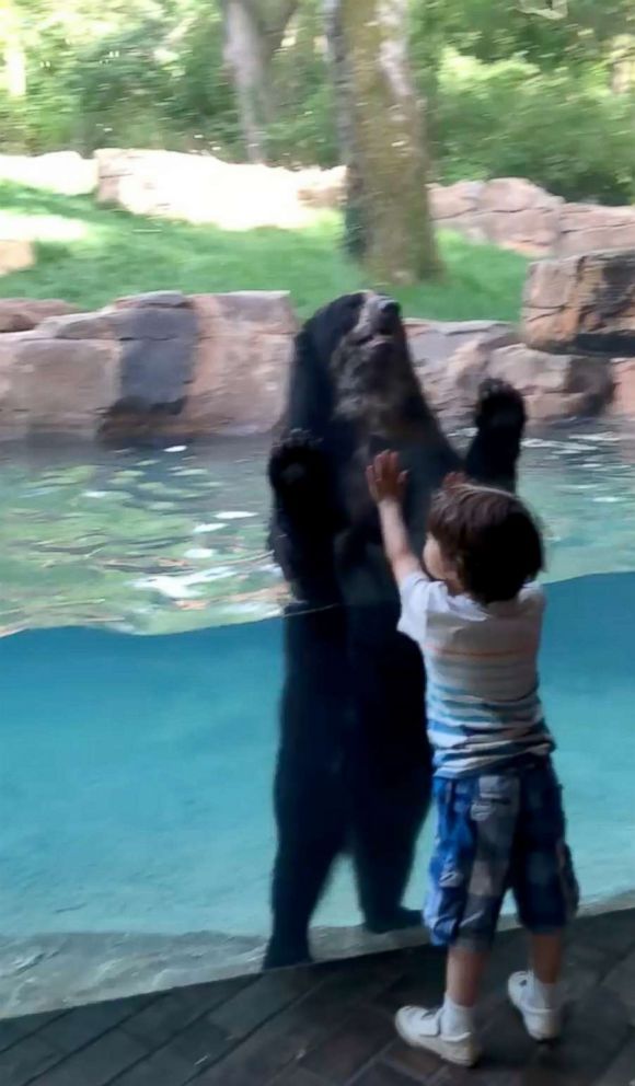 PHOTO: Curious bear and 5-year-old boy jump together at the Nashville Zoo.