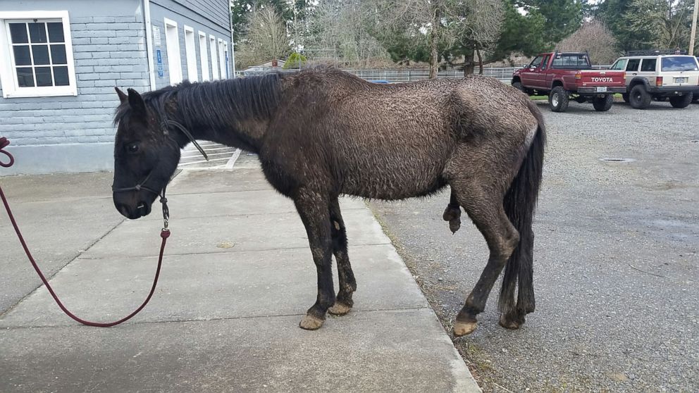 PHOTO: Justice, a horse in Oregon, is suing his former owner for neglect. He was 300 lbs below normal weight when he was rescued.