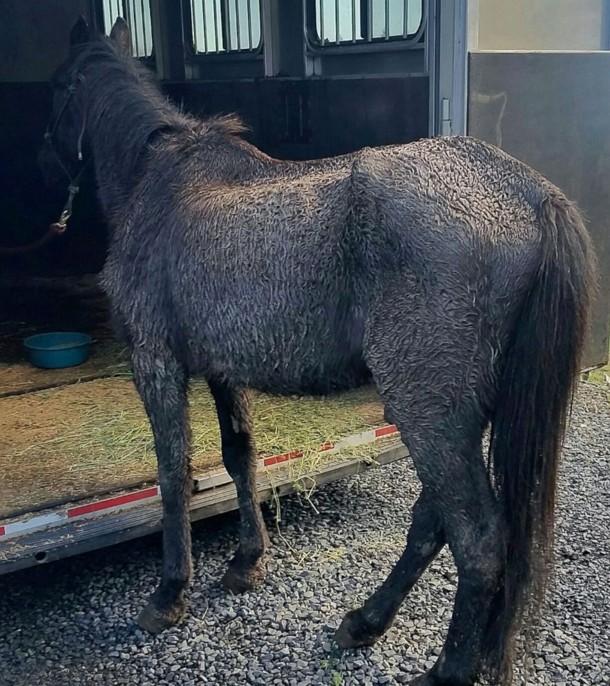 PHOTO: Justice, a horse in Oregon, is suing his former owner for neglect is pictured here when he was rescued.