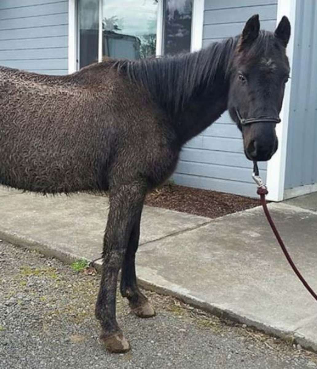 PHOTO: Justice, a horse in Oregon, is suing his former owner for neglect.