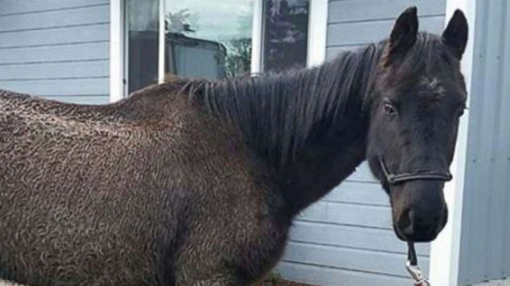 Justice, a horse in Oregon, is suing his former owner for neglect.