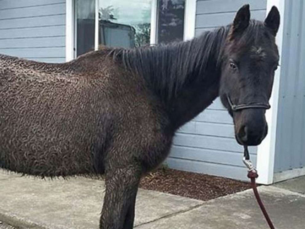PHOTO: Justice, a horse in Oregon, is suing his former owner for neglect.