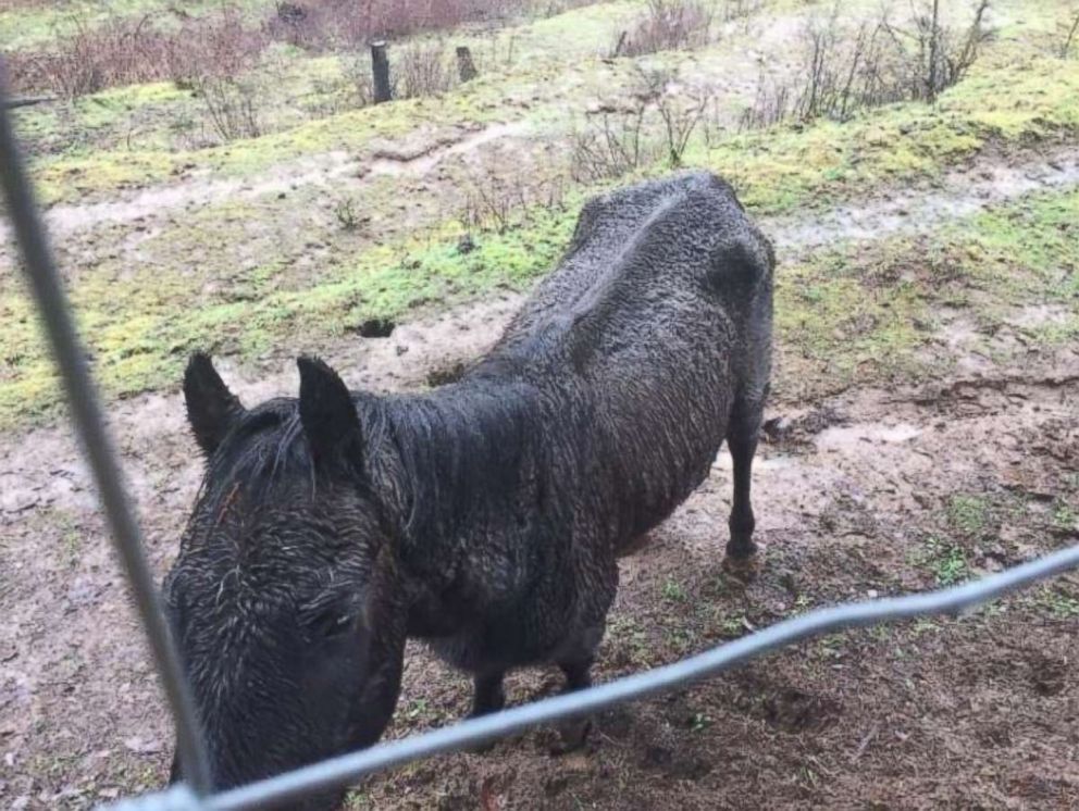 PHOTO: Justice's lawyer claims he was 300 lbs. below normal horse weight and suffered from penile frost bite because of his former owner's neglect.